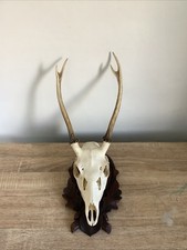 Impressive roe deer for sale  CHESTER LE STREET