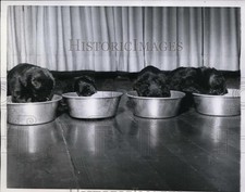 1960 press photo for sale  Memphis