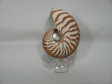 Tiger striped chambered for sale  Corpus Christi