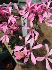 Pelargonium geranium fancy for sale  NORTHWICH