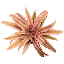 Pink earth star for sale  San Jose