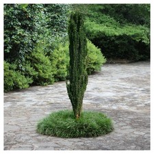 sky pencil holly for sale sky pencil holly for sale USA