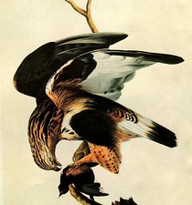 John james audubon for sale  Sahuarita