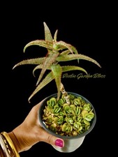 palms aloes for sale palms aloes for sale USA