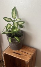 Healthy plant large for sale  LONDON
