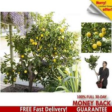 Large fully mature for sale  LIVERPOOL