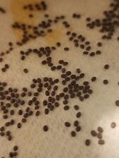 Fertilized silkworm eggs for sale  San Diego