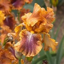 Iris germanica carnival for sale  LONDON