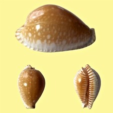 Cypraea guttata zumai d'occasion  Expédié en Belgium