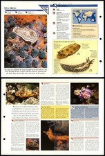 Sea slug primitive for sale  SLEAFORD