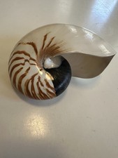 Large nautilus seashell for sale Large nautilus seashell for sale  Arlington