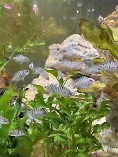 Convict cichlids 3in. for sale  Amherst