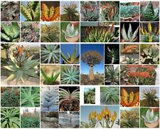 100 semi aloe usato  Nizza di Sicilia