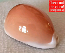 Cypraea aurantium 85.3mm for sale  Pearland