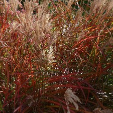 Miscanthus sinensis navajo d'occasion  Pouzauges