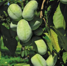 Asimina triloba live for sale  Danielson