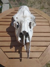 Cow moose skull for sale  Naples