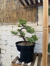Juniper bonsai starter for sale  SOUTHAMPTON