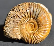 Ammonite bajocien d'occasion  Angers-