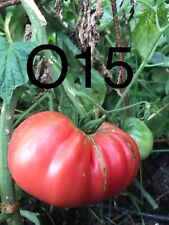 graine / seed tomate taille grosse variété "OLENA UKRAINIAN" (FP unique) comprar usado  Enviando para Brazil