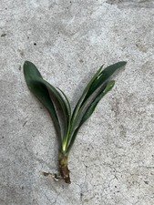 Orange clivia miniata for sale  Baldwin Park