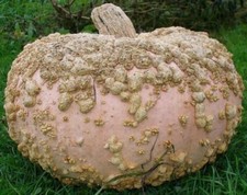 Graines courge gallosa d'occasion  Expédié en France