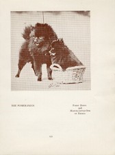 Pomeranian old vintage for sale Pomeranian old vintage for sale  COLEFORD