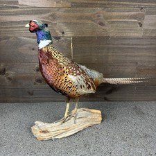 Beautiful taxidermy ring for sale  Overland Park