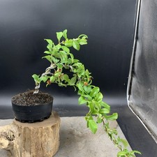 Shohin japanese flowering for sale  HULL