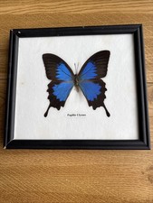 Taxidermy butterfly framed for sale  UK
