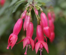Kräftige fuchsien pflanze gebraucht kaufen  Schirnding