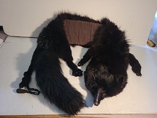 Vintage real fox for sale  SHREWSBURY
