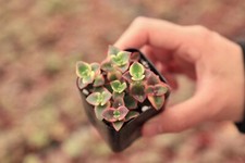 Calico kitten crassula for sale  San Diego