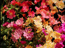 Lewisia cotyledon sunset for sale  DURHAM
