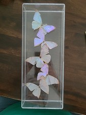 Iridescent mounted butterflies for sale  West Islip