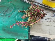 Echeveria jade crested for sale  Norwalk