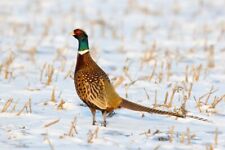 Pheasant feathers bulk for sale  Shipping to Ireland