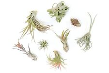 Premium tillandsia variety for sale  Saint Augustine