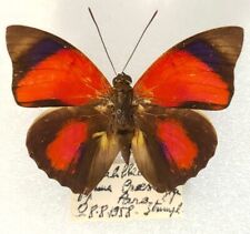Agrias claudina ssp. d'occasion  Paris XI