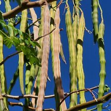 Moringa first crop for sale  Tracy