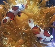 Clownfish mocha storm for sale  Kansas City