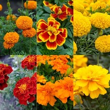 Marigold bedding plants for sale  GLASGOW