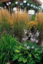 Sandrohr calamagrostis acutifl gebraucht kaufen  Düsseldorf