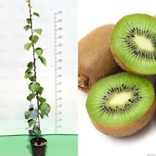 N.3 pianta kiwi usato  Valenzano