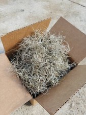 Spanish moss live for sale  Tavares