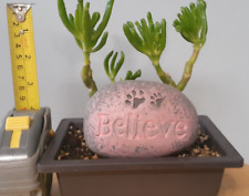 Live jade hobbit for sale  Cupertino