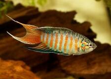Pack blue paradise for sale  Wimauma