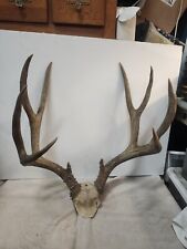 Whitetail deer antler for sale  San Diego