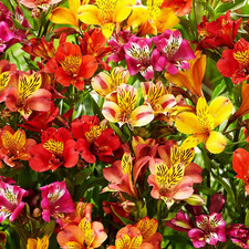 Mixed alstroemeria seeds for sale  Clinton