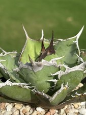 Agave titanota berserker for sale  Fayetteville